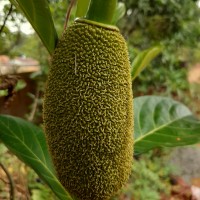 Artocarpus heterophyllus Lam.